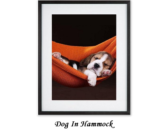 Dog In Hammock Framed Prints